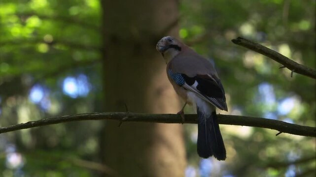 jay sitting calmly on a branch inside a coniferous woodland (close up)