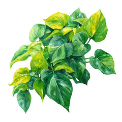 Isometric-style watercolor depiction of Philodendron, set against a white background. © John