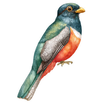 Isometric watercolor rendering of Trogon, isolated on a clean white background.
