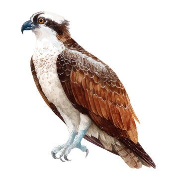 Watercolor isometric vector-style illustration of Osprey, isolated on white background.