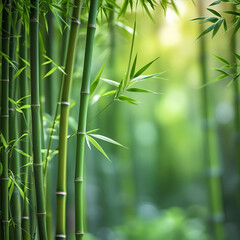 Obraz premium A bamboo and vibrant outdoors still life photograph