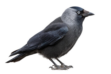 Obraz premium Modern jackdraw illustration artwork isolated on transparent background