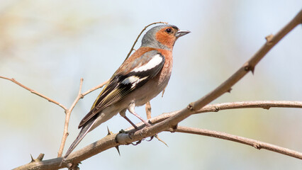 Fototapeta premium robin on branch