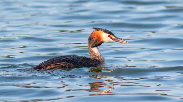 great crested grebe