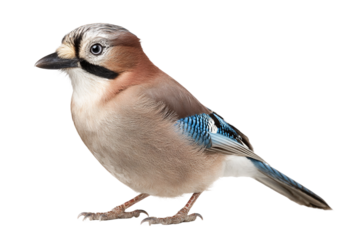 Elegant jay bird vector graphic isolated on transparent background