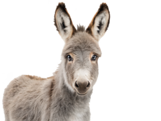 Adorable young gray donkey with soft, textured fur and large, expressive eyes gazes directly at the viewer with a gentle curiosity, presented in a bright, studio, isolated on transparent background.