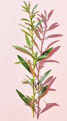 Soft Peach Wall with Juniper Sprig and Light Shadow Detail