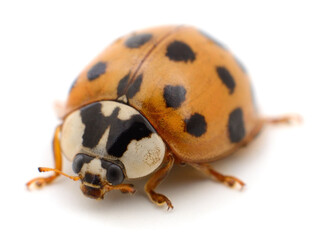 Fototapeta premium Ladybug isolated on white background