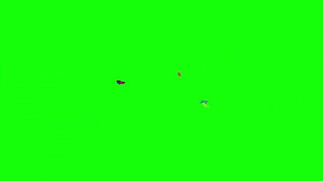 Butterfly butterflies flying green screen video footage