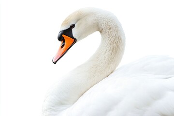 Obraz premium Graceful Swan on White Background with Copy Space