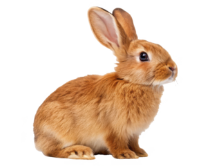 A charming, fluffy young European rabbit with warm brown fur and delicate pink inner ears is attentively sitting in a relaxed pose, illuminated by soft, diffused, isolated on transparent background.