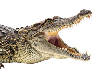 Fototapeta premium Highly detailed and textured American alligator with rough, scaly skin and a menacing expression, lies horizontally with its powerful jaws wide open revealing, isolated on transparent background.