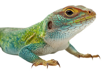 Obraz premium Lizard full body reptile animal design isolated on transparent background