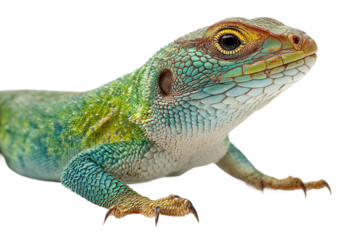 Lizard full body reptile animal design isolated on transparent background