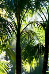 Palm fronds backlit by sunlight in tropical foliage