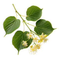 Vibrant, fresh-looking linden tree branch with heart-shaped, textured green leaves and delicate, fragrant white blossoms gracefully arranged against a stark, isolated on transparent background.