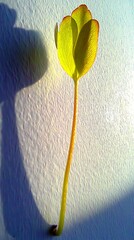 Close-Up of a Green Clover Leaf Against a Light Blue Wall