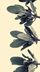 Macro View of Dusty Sage Leaves on Cream Background for Aesthetic Appeal