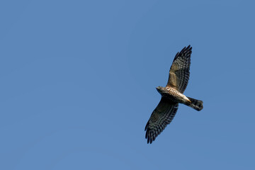 Fototapeta premium A male Chinese Sparrowhawk swooping down