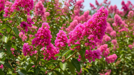 Obraz premium Vibrant Pink Crepe Myrtle Blossoms in Lush Garden Setting.