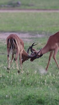 Vertical video, two impala rams locking horns