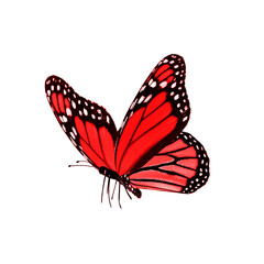 Beautiful monarch butterfly with colorful orange and black wings isolated on a white background captures the natural beauty of a flying insect in a macro garden setting