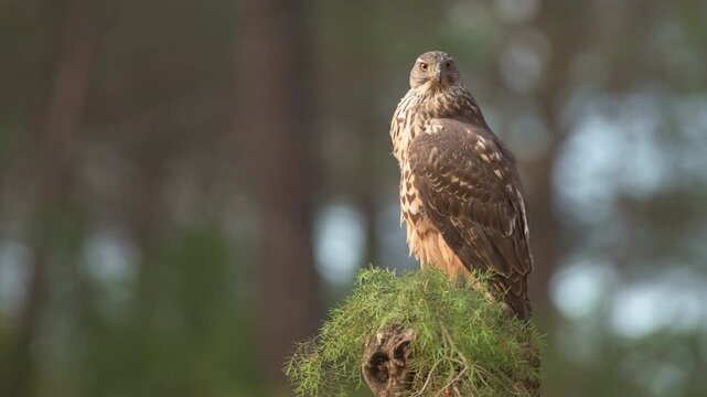 Common Goshawk (Accipiter gentilis) with its prey in Spanish forest - 4K stock video