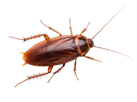 Highly detailed, reddish-brown American cockroach with a chitinous exoskeleton and spiny legs, is positioned in a slightly angled, stationary pose against a, isolated on transparent background.