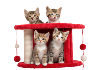 Adorable, curious, and fluffy tabby kittens with striking green and yellow eyes playfully peer out from within a vibrant red, plush-lined cat tree structure, isolated on transparent background.