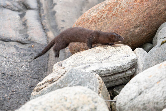 Der amerikanische Nerz (Mustela vison) ist ein anmutiges Raubtier, das am Meer in Norwegen bei Bod&oslash; im Nordland lebt. Zwischen den Felsen des Vestfjords sucht er geschickt nach Nahrung.