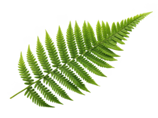 Vibrant, lush green fern frond with delicate, finely divided leaflets displaying a natural texture and symmetrical arrangement, lies diagonally across a clean, isolated on transparent background.
