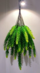 Green Sedum Plant Cluster Hanging on Wall with White Background