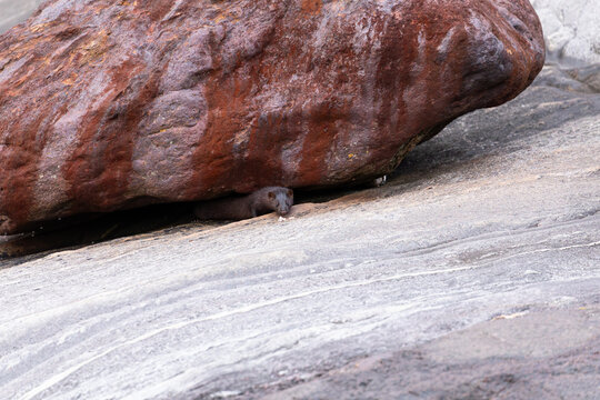 Der amerikanische Nerz (Mustela vison) ist ein anmutiges Raubtier, das am Meer in Norwegen bei Bod&oslash; im Nordland lebt. Zwischen den Felsen des Vestfjords sucht er geschickt nach Nahrung.