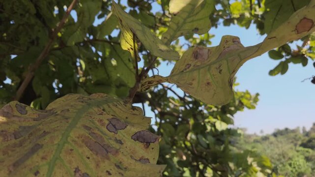 The Marking Nut tree's (Semecarpus anacardium) large, stiff leaves have a heavy, deliberate swaying motion and distinct rustling sound when moved by the wind