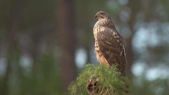 Common Goshawk (Accipiter gentilis) with its prey in Spanish forest - 4K stock video