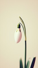 Elegant Snowdrop Flower on Neutral Dusty Background