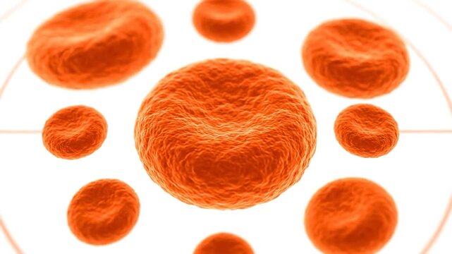 Microscopic view of numerous orange, biconcave disc-shaped cells on a white background