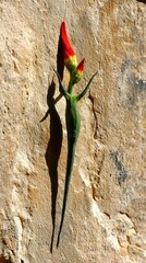 Macro Image of Celosia Bloom with Tan Wall and Diffused Shadow
