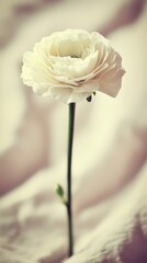 Elegant White Flower on Soft Faded Linen Background