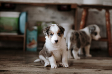 A hungry little puppy sits on the floor and looks at the camera. His brothers are running around in the background. The dog is a Border Collie.