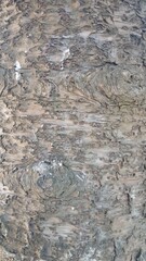 Fototapeta premium Texture of a Neem tree