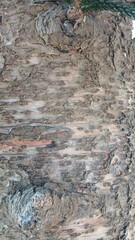 Fototapeta premium Texture of a Neem tree