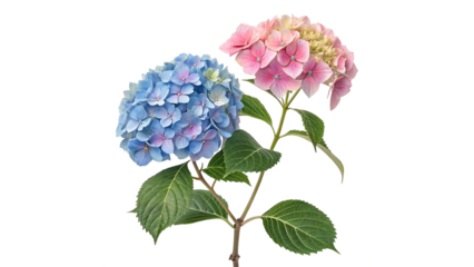 Beautiful Blue and Pink Hydrangea Flowers on a Single Stem with Green Leaves  Isolated on Transparent Background