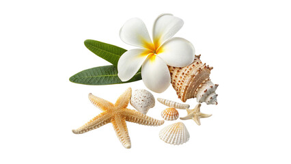 Composition of Tropical Plumeria Flower with Sea Shells and Starfish Isolated on Transparent Background