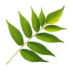Obraz premium Fresh Green Leaves , Nature Photography, Botanical Illustration isolated on transparent background