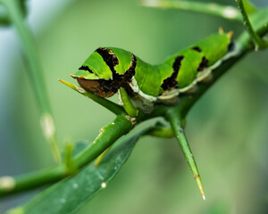 Close-up of a green caterpillar on a thorny stem - macro photo of butterfly larva with eye spots in...
