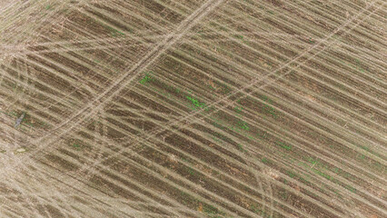 Tree Line Dividing Autumn Fields in Rural Countryside