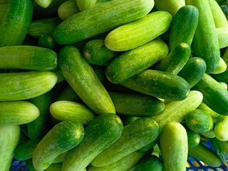 Pile of Fresh Green Cucumbers Close-up