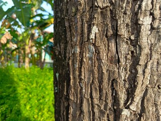 Detailed Brown Tree Bark Texture with Green Background