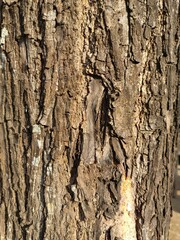 Rough Tree Bark Texture Background Close-up